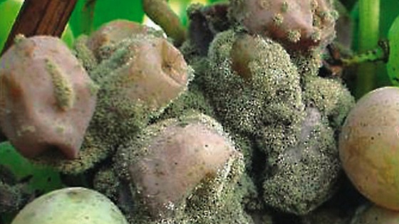 botrytis vigne grappe