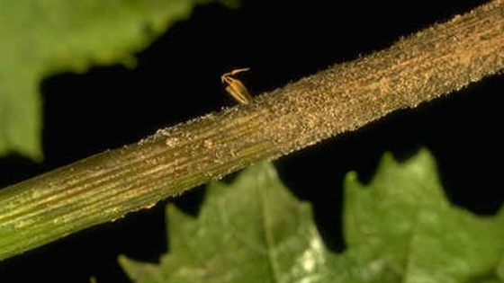 Botrytis sur rameaux