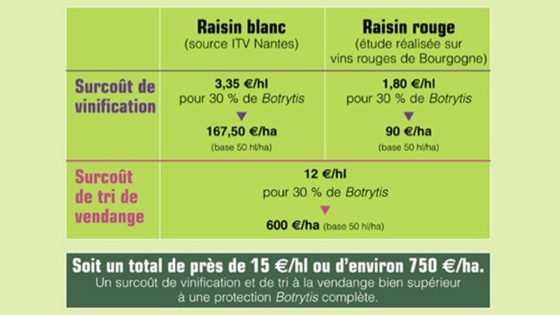 Botrytis coûts de rattrapage