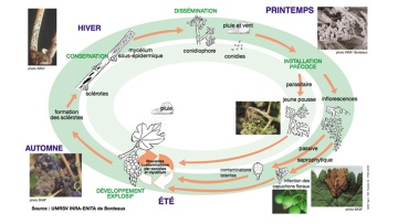 Biologie du botrytis