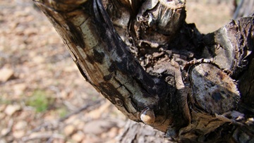 Les solutions contre l'excoriose de la vigne