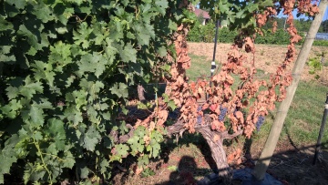 Le livre blanc Maladies du bois de la vigne