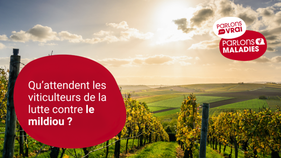 Des viticulteurs nous confient leurs attentes. 