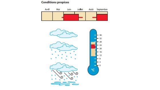 Mildiou conditions propices