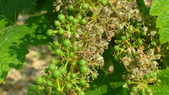 mildiou de la vigne sur grappe