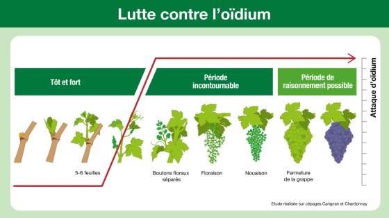 Protection anti-oïdium : courbe d'explosion