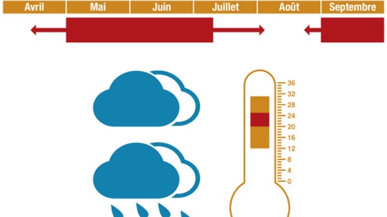 Conditions favorables à la contamination de la vigne par l'oïdium