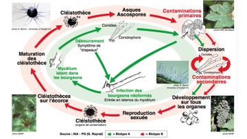 Biologie de l'oïdium