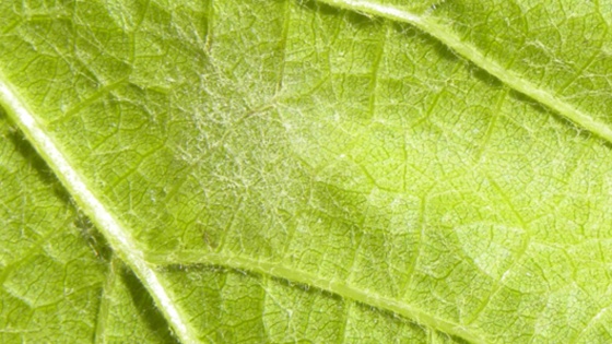 oidium sur feuille