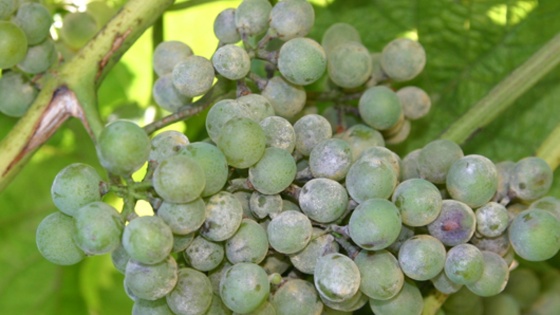 oidium sur grappe