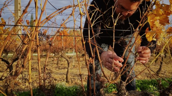 Prévenir et lutter contre le mildiou avec les itinéraires agroécologiques