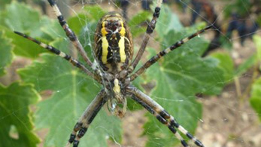 carabe araignée argiope brunnichi