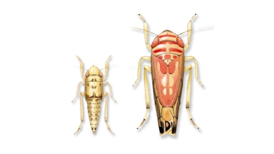 Cicadelle de la flavescence dorée