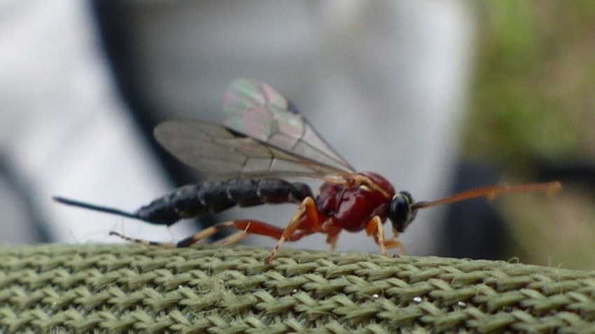 Hyménoptères parasitoïdes