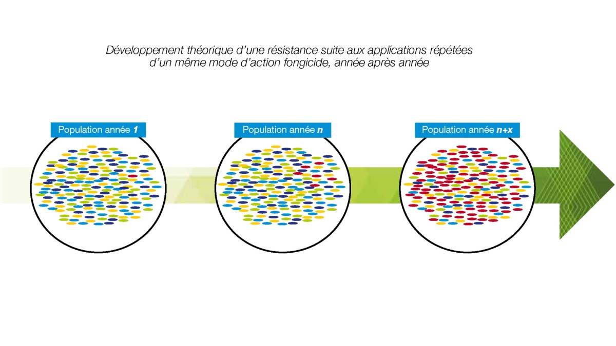 Développement théorique d'une résistance suite aux applications répétées d'un même mode d'action fongicide, année après année