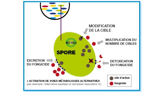 les différents mécanismes de résistance