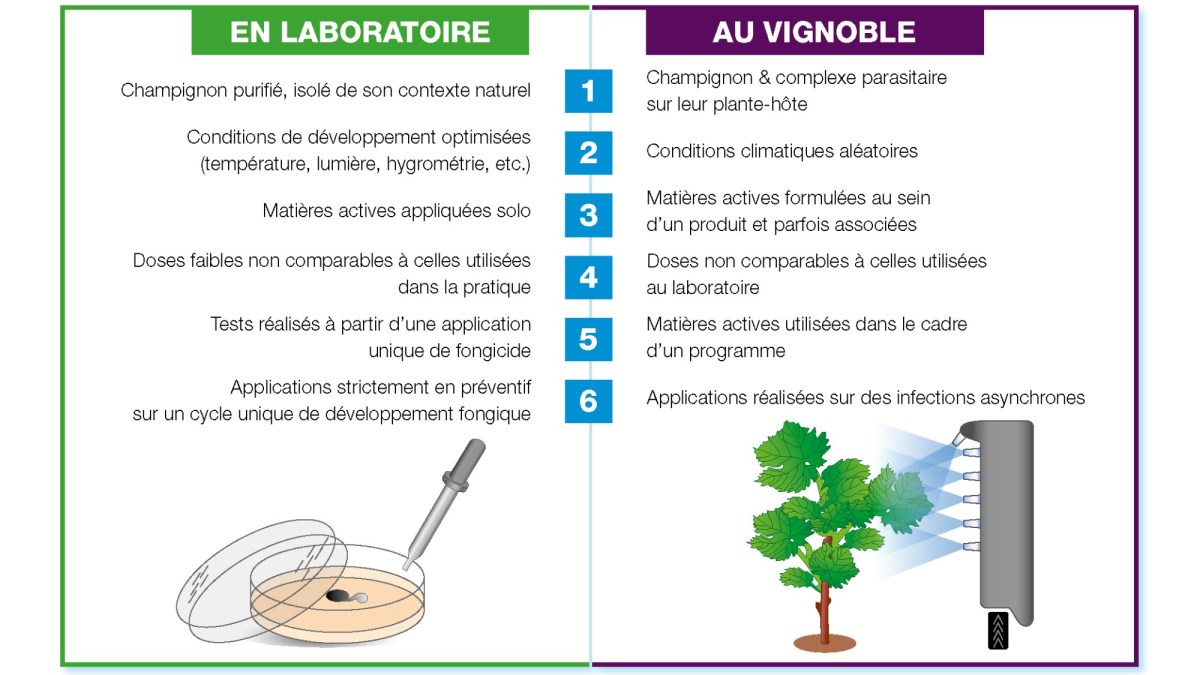 résistances au laboratoire ou au vignoble