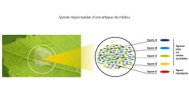 Gestion des modes d'action fongicides en viticulture