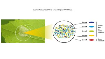 Gestion des modes d'actions fongicides en viticulture 