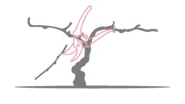 La taille de la vigne