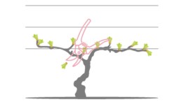 L’ébourgeonnage et l’épamprage