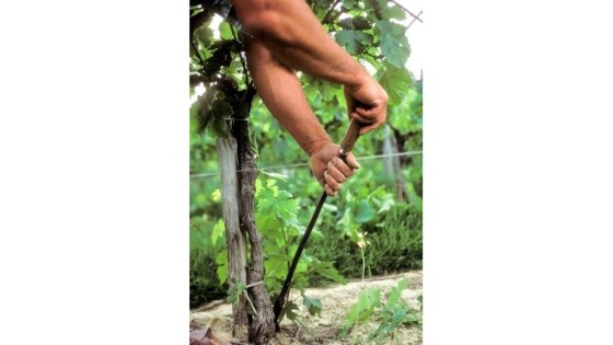 ebourgeonnage et eprampage de la vigne