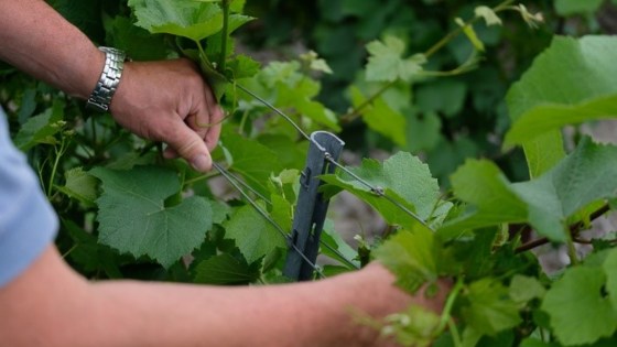 palissage de la vigne