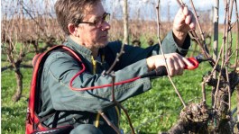 La vigne au fil des saisons