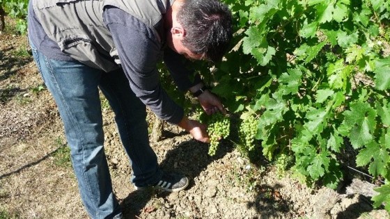 vendanges vigne