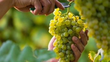 Tout savoir sur la vigne