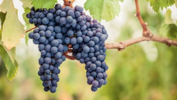 xarvio field manager vigne