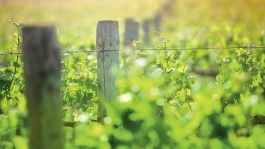 Soigner l'implantation