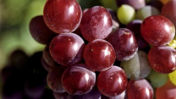 Protection fongicide de la vigne