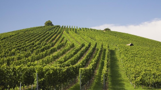 Dans les vignes et vergers