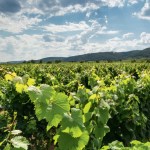 Pierre Cazenave, responsable commercial chez Inovitis