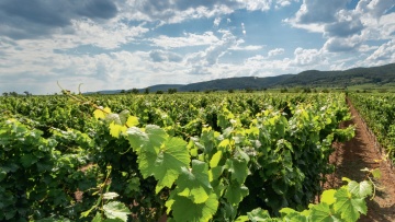 Actualités de la vigne