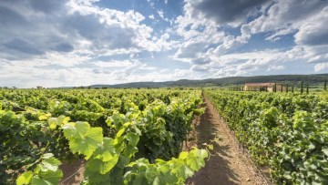 Roméo®, solution de biocontrôle