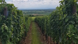 L’enherbement des vignes et des vergers