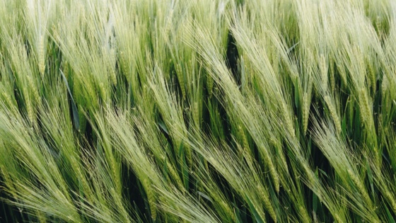 Protéger son orge de la semence à la dernière feuille avec Systiva®
