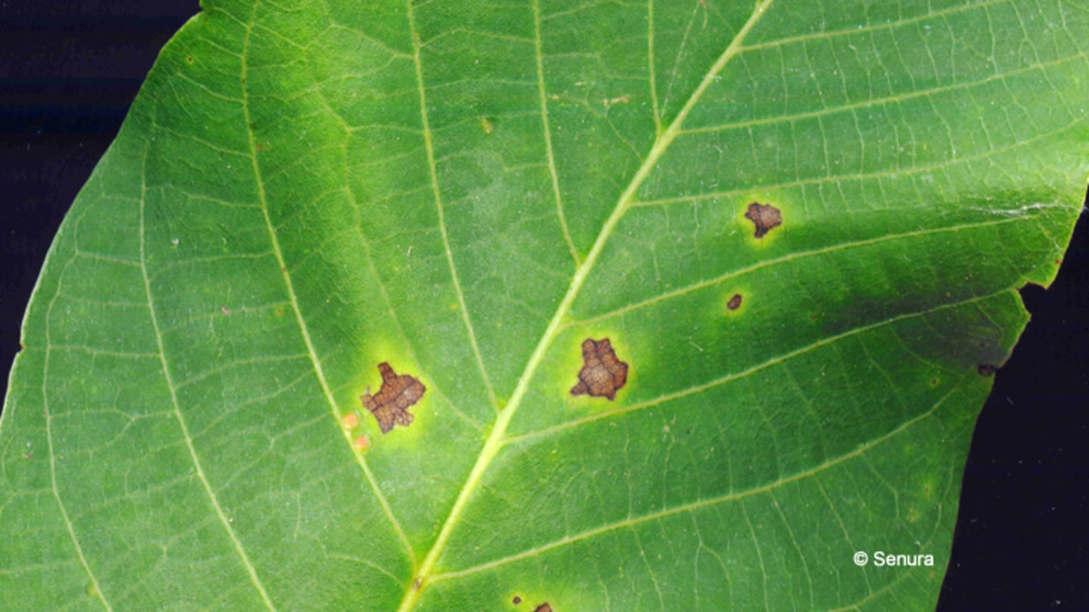 Les anthracnoses du noyer Maladies des arbres fruitiers