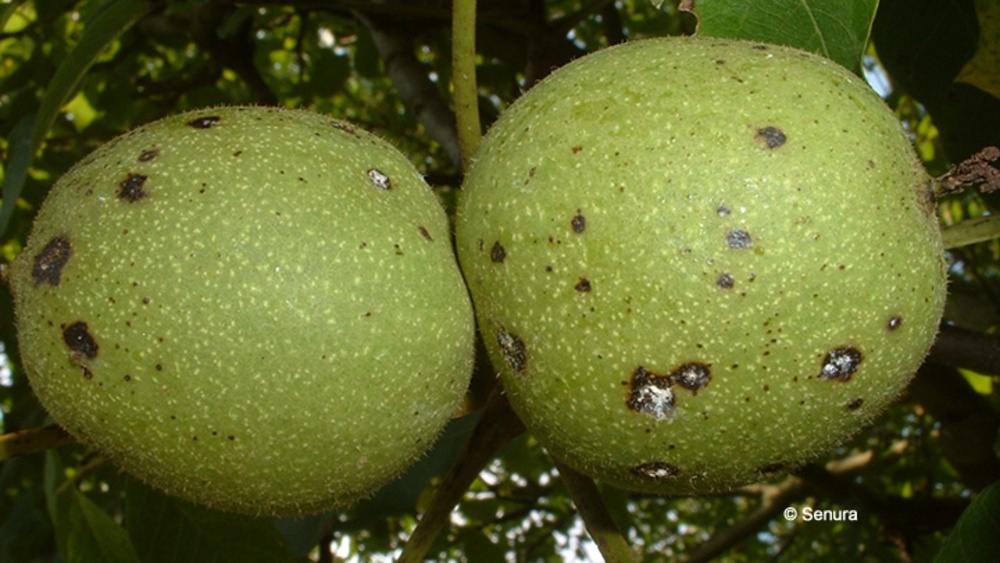 Les anthracnoses du noyer Maladies des arbres fruitiers