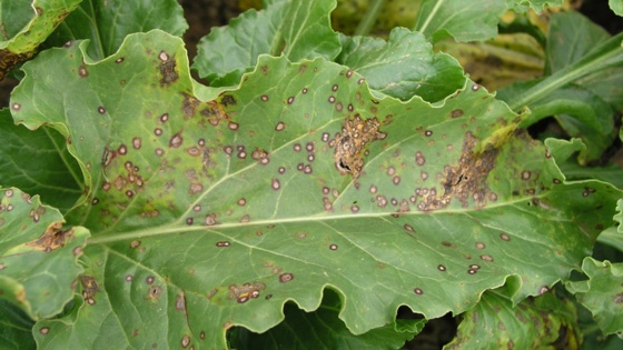 La cercosporiose de la betterave