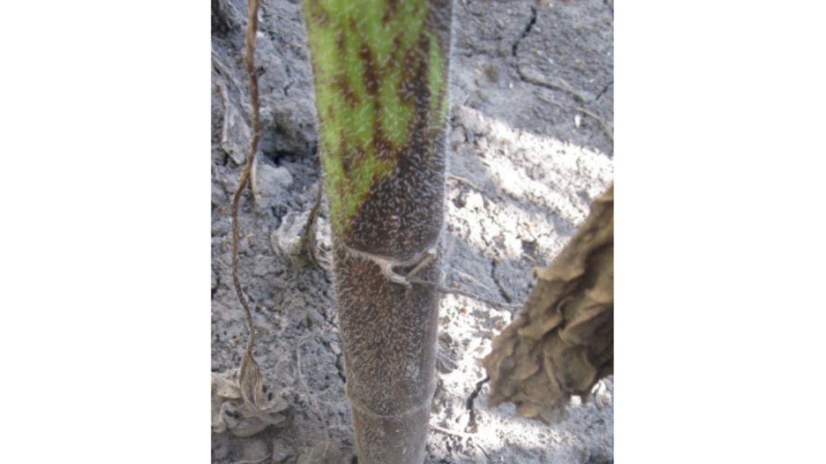 Phoma - Agricultural Solutions