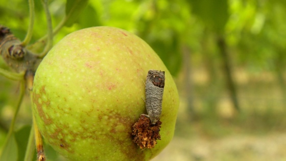 carpocapse adulte sur pomme