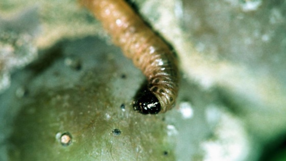 Cochylis larve
