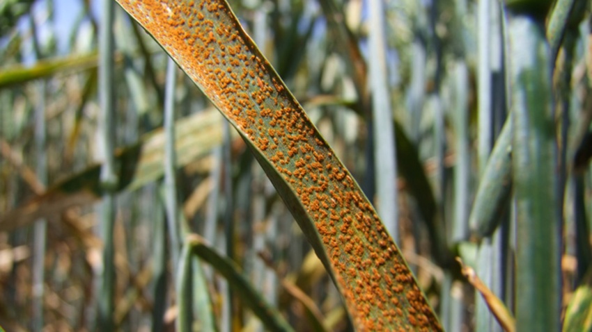 бурая стеблевая ржавчина пшеницы. устойчивость пшеницы к ржавчине. устойчивость пшеницы к ржавчине. бурая листовая ржавчина пшеницы. стеблевая (линейная) ржавчина пшеницы.