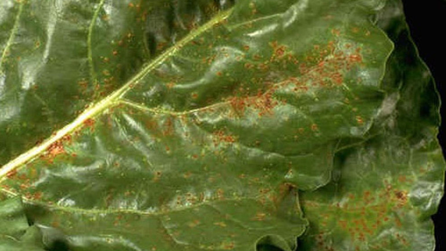 Cercosporiose de la betterave Maladies des betteraves