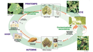 Biologie du mildiou