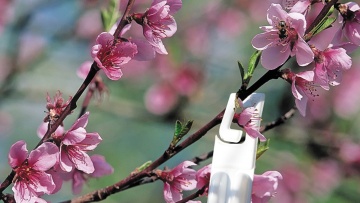 BASF veut faire de la France un leader du biocontrôle