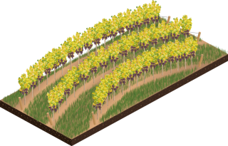 Gestion durable de la vigne